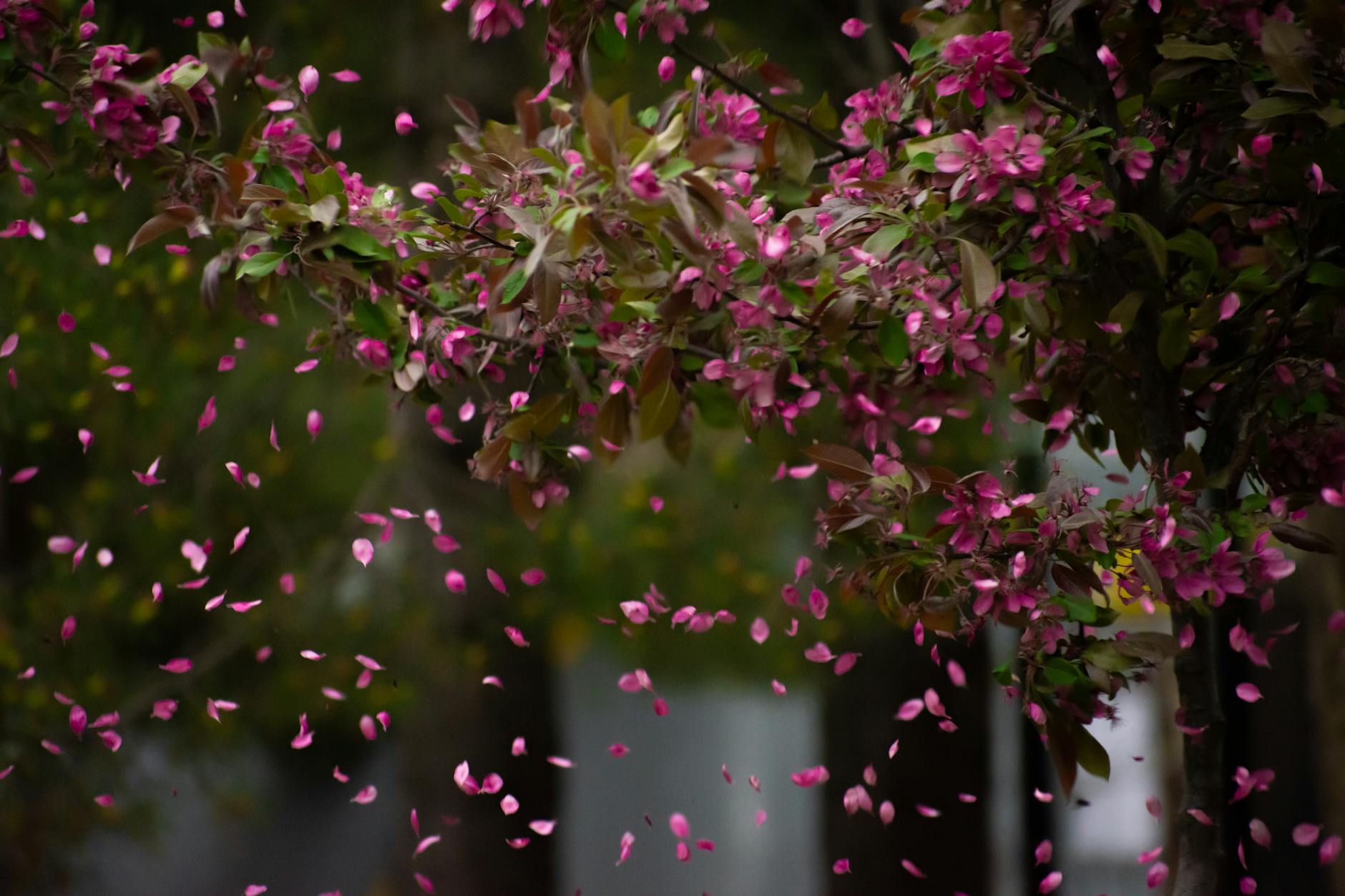 秘伝技「落花の情」